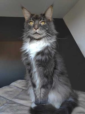 arbre a chat maine coon